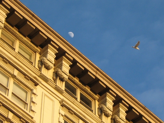 Building, bird, moon in Seattle. Photo by Tui Cameron