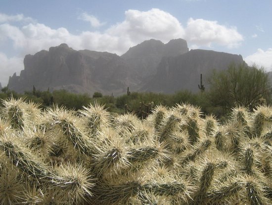 Mt Superstition with cholla cactus in the foreground. (photo by Tui Cameron)