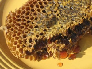 Fresh honeycomb from a wild hive on our roof. (photo by Tui Snider)