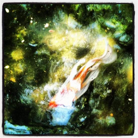 Impressionistic Koi at Chandor Gardens in Weatherford, Texas (photo by Tui Snider)