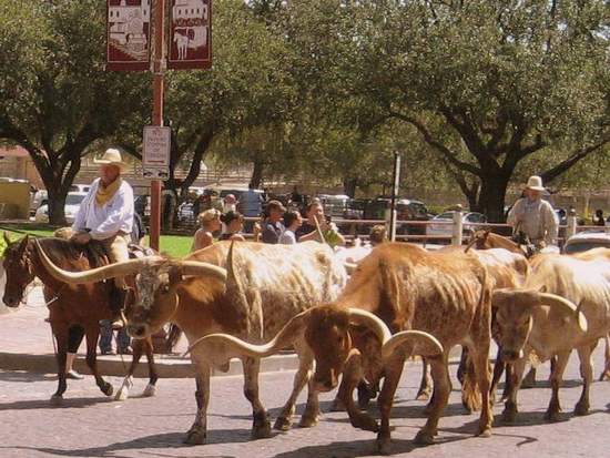 Fort Worth Stockyards daily cattle drive (photo by Tui Snider)