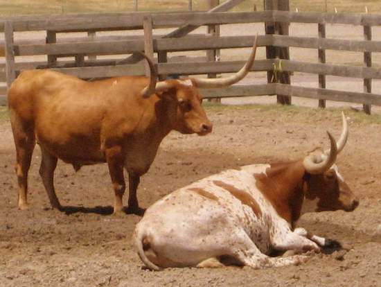 Fort Worth, Texas has an official longhorn cattle herd. (photo by Tui Snider)