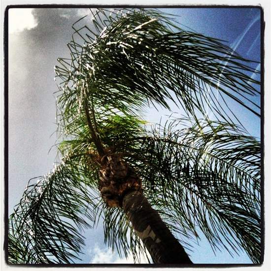 Florida palm tree (photo by Tui Snider)