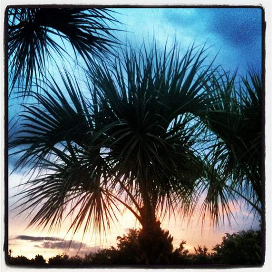 Florida palm tree (photo by Tui Snider)