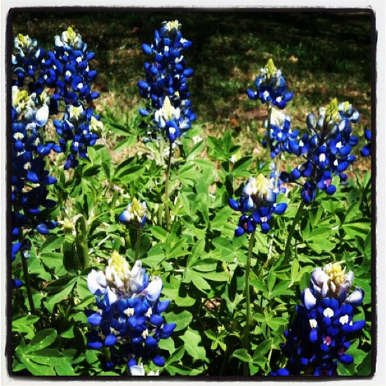 Bluebonnets are the Texas State Flower (photo by Tui Snider)