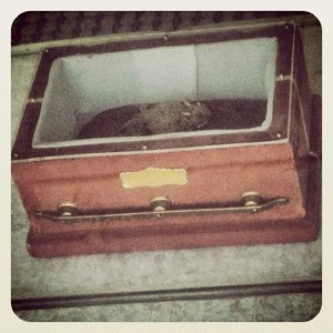 Old Rip on display in his tiny velvet casket (photo by Tui Snider)