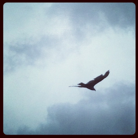 Turkey vulture soars through the Texas sky (photo by Tui Snider)