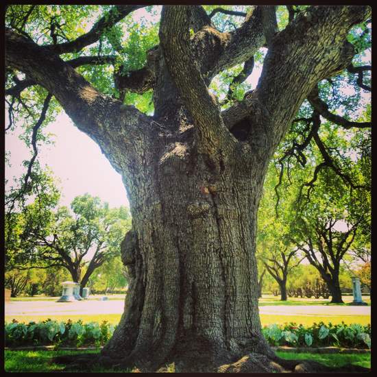 Famous Texas Tree: Turner Oak in Fort Worth, TX (photo by Tui Snider)