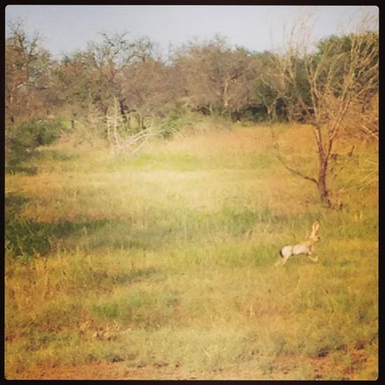 Texas jackrabbit sighting! (photo by Tui Snider)
