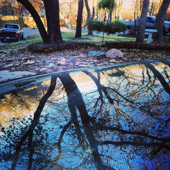 Oak trees reflected in our car's windshield (photo by Tui Snider)