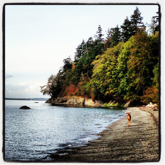 Deer at the beach (photo by Tui Snider)