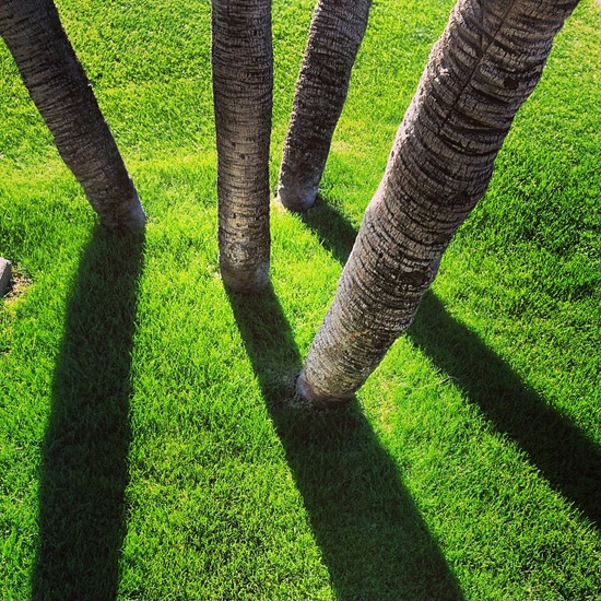 Palm tree shadows (photo by Tui Snider)