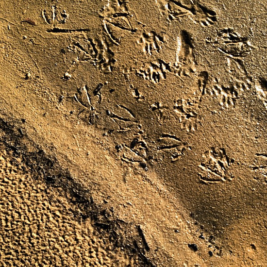 Bird footprints at the lakeside beach (photo by Tui Snider)