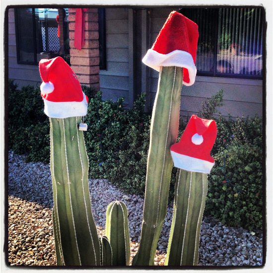Arizona Cactus wearing a Santa Hat (photo by Tui Snider)