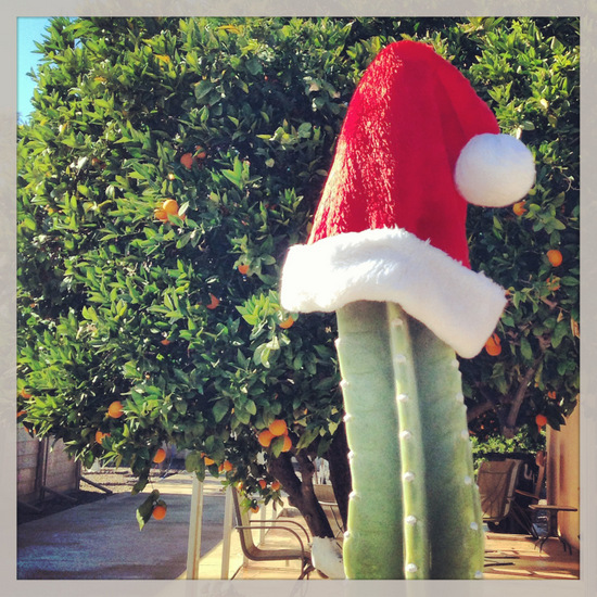 Arizona Cactus wearing a Santa Hat (photo by Tui Snider)