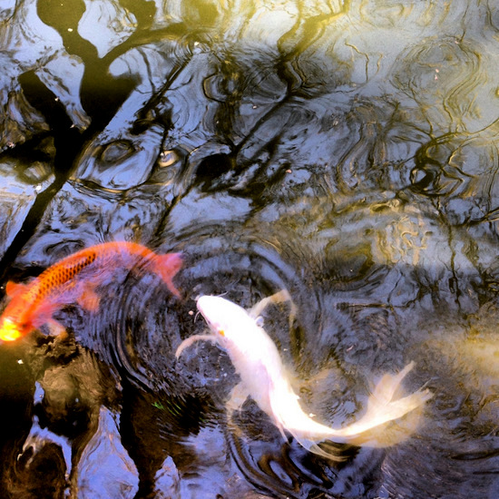 Koi fish & reflections at the Fort Worth Botanic Gardens (photo by Tui Snider)