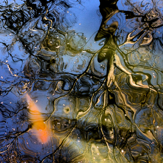 Koi fish & reflections at the Fort Worth Botanic Gardens (photo by Tui Snider)