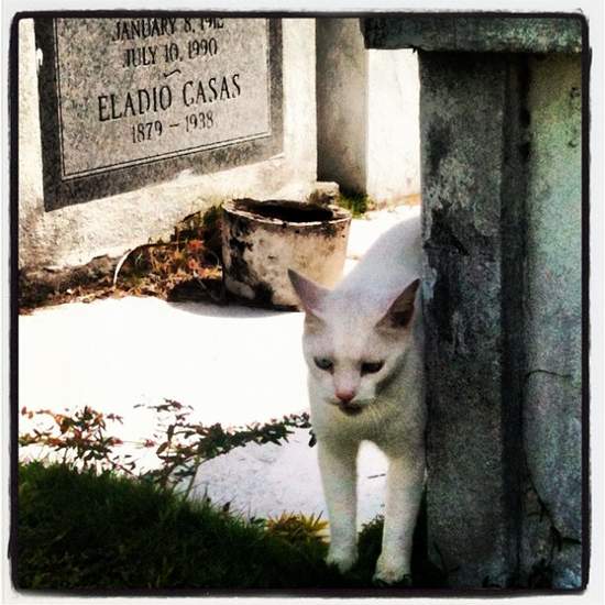 Hemingway cat in Key West, Florida (photo by Tui Snider)