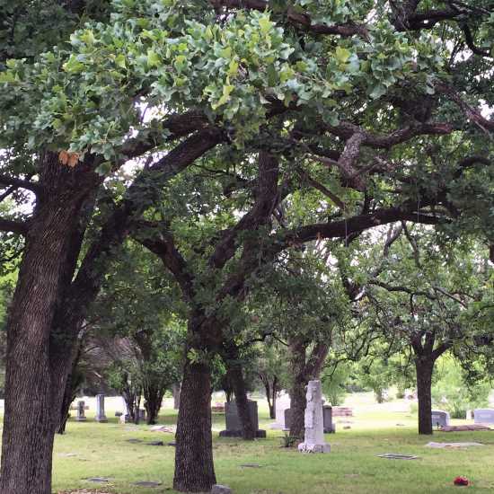 Beautiful trees at Elmwood Cemetery in Mineral Wells, Texas (photo by Tui Snider)