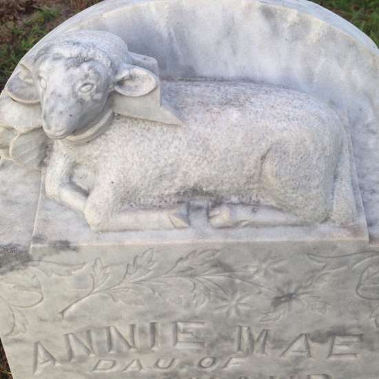 Baby lamb on a historic cemetery headstone (photo by Tui Snider)